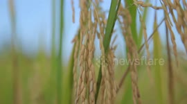 Cambodia makes 466 mln USD from milled rice export in 2023