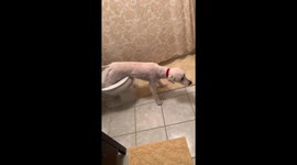 Canine convenience: Moorhead pup masters the art of toilet training