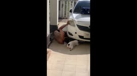 French bulldog helps owner to fix broken-down car