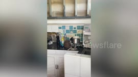Volunteers catch python slithering over kitchen sink