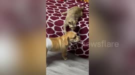 Pet cat and dog sweetly licks each other's faces in DIY grooming session