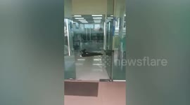 Monitor lizard tries enter office through glass doors