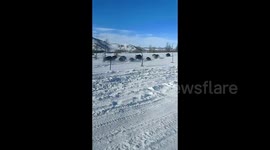Herd of wild boars run along snow-covered road in northern China