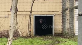 Bear rescued from abandoned zoo in Ukraine finds new home in UK
