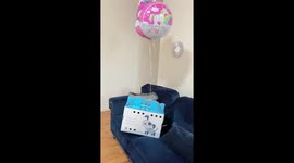Teddy Bear Puppy Birthday Surprise