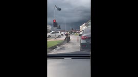 Dog Obeys Traffic Laws