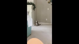 Cat Mourns Christmas Tree