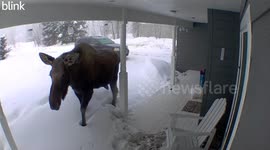 Moose visits residential home during blistering snow in Alaska