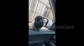 Friendly Encounter Between a Man and a Magpie in Daqing, China