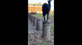 Simba The Parkour Pup