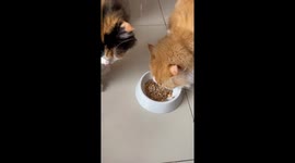 Two Cats Share A Plate