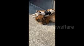 Adorable kitten lays on dog's back for some quality sunbathing time