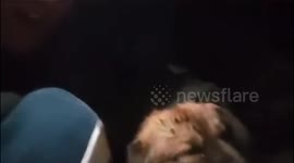 Students comfort trembling stray dog during earthquake in China