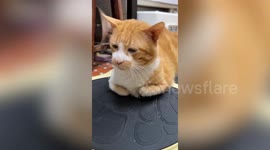 Ginger cat trembles on top of vibrating exercise machine in Taiwan