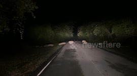 Locals amazed as wild boar herd crosses road at Thai national park