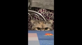 Curious cat chronicles: dining table detective in Lviv
