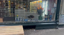 Cat in a shop: Pet cat waits for owner patiently for morning feed