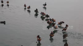 Waterbirds Swim in Beihai Park in Beijing, China