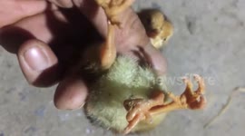 The chick has 3 strange legs