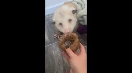 Paraplegic opossum bites into a blueberry donut for breakfast!