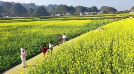 Tourists View Rapeseed Flowers in Qianxinan, China