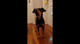 Amelie The Pinscher Tucks Herself In