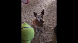 Dog Lick Lips When Toy Squeaks
