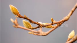 Red Magnolia Flower Buds Bloom in A Park in Yichang, China