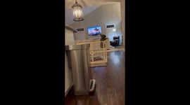 French Bulldog Pup Escapes Pen