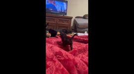 Black Kitten Approaches Big Dog For Cuddles