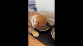 Good Boy Blows Bubbles