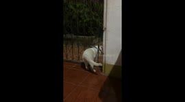 Cat Cannot Escape
