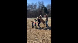 Mini Horse Conga Line