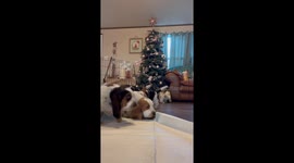 Basset Hound Puppies Lick Camera