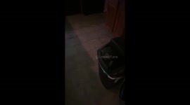 Foster Kitten Snags Trash Pizza