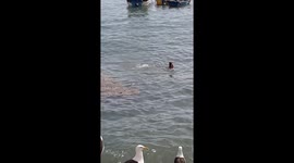 Woman Swims With Sea Lions