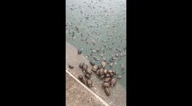 Turtle hatchlings swim toward owner as she approaches pond