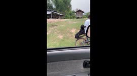 Pet dog enjoys having a croggy on the back of bike