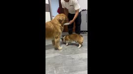 Corgi puppy picks up food dropped by his Golden Retriever friend on floor