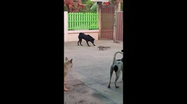 Pet dogs chase away monitor lizard intruder in Thailand