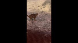 Playful kitten kicks snowball like a football