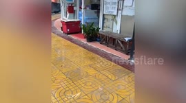 Monkeys steal pastry from store while attendant is away