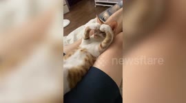 Sleep kitten makes cute heart shape with its forelegs