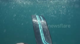 Territorial fish chases diver out of its patch of water