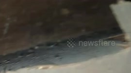 Huge python caught in family's roof in Indonesia