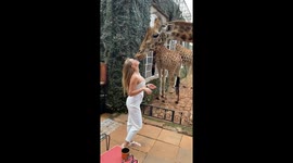 Giraffe Manor mouth-feed: unforgettable connection with wildlife in Nairobi