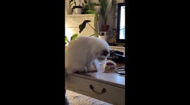 Playful mishap: Semla the cat's quirky attempt at water exploration