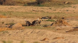 Wild dog pack and hyena clan battle viciously over savannah meal