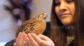 Teen hatched quail from supermarket egg after dad said 'no more pets'