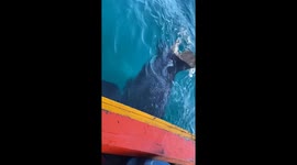 Kind fisherman frees leatherback turtle snagged in net